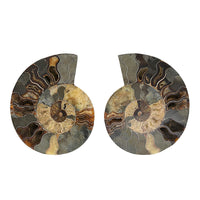 Ammonite 9-10 Approx 12200ctw