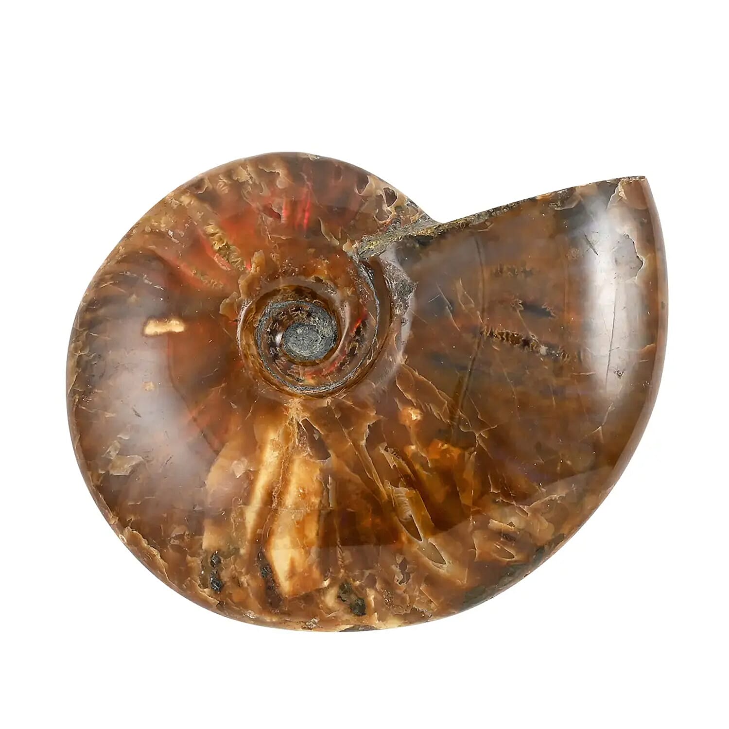 Red Ammonite Figurine -S Approx. 670ctw